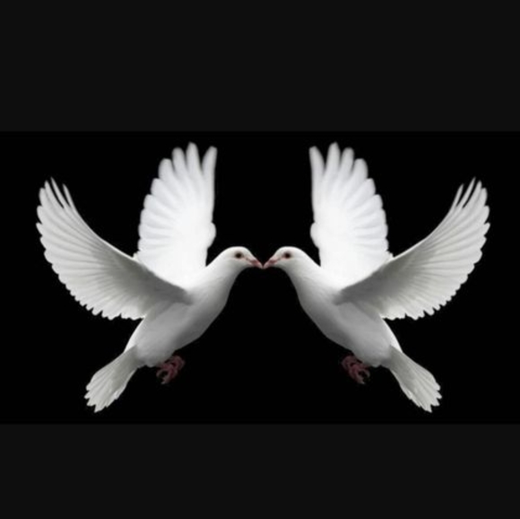 Meet your Posher, Shirley - Picture 1 of 1